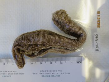 Media type: image;   Invertebrate Zoology HOL-565 Description: Preserved specimen.;